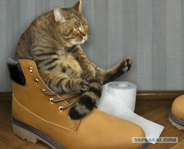 Как срут коты