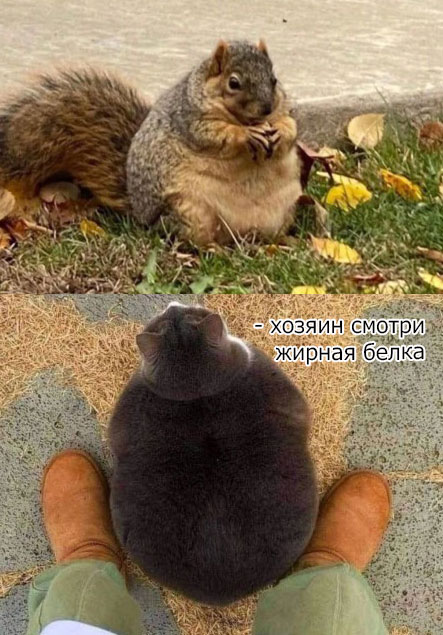 Коты-самураи
