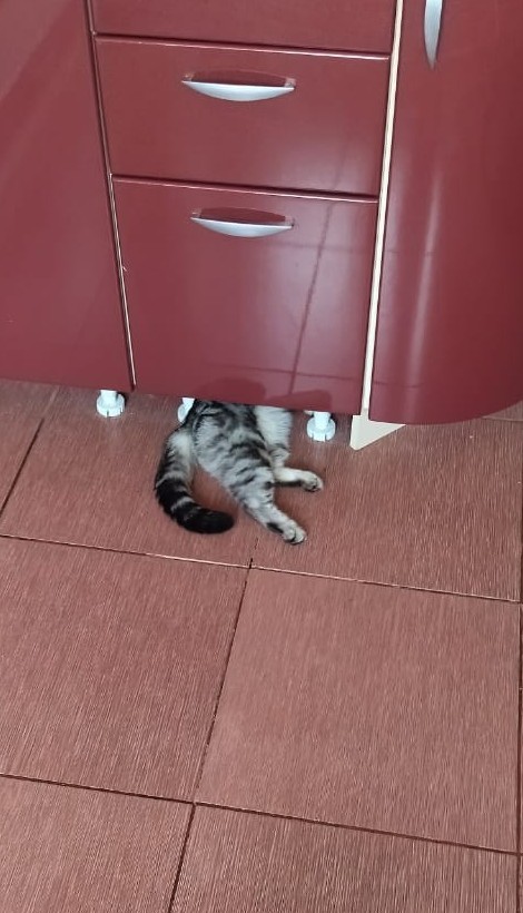 Спрятался