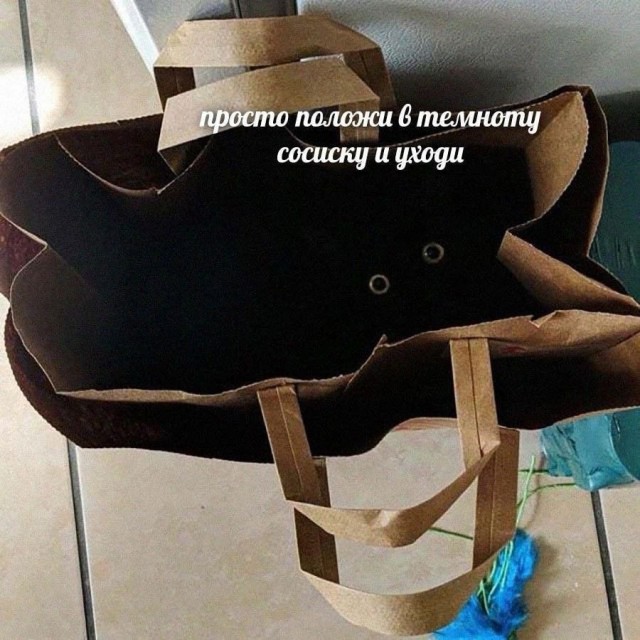 Жизнь домашнего приюта "Котоленд" 427