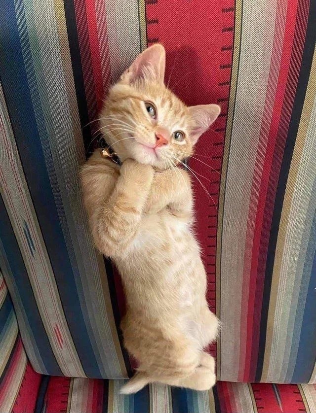 — А она что? А ты ей что? Ну ты даёшь, дорогая!