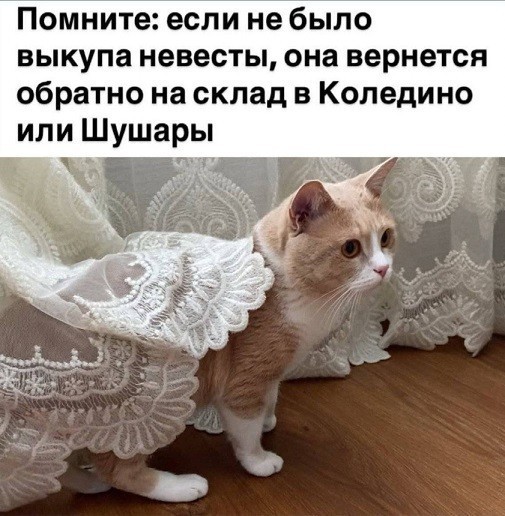 Памятка Оленю, почему ты должен жениться