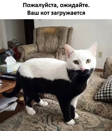 К котовторнику: подборка картинок-баянов с котиками и про котиков. Выпуск 37.
