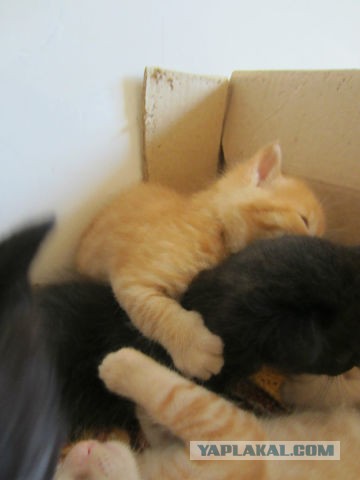 Плоды толерантности