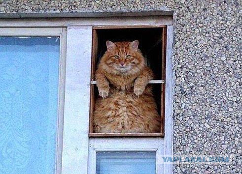 Подслушано: Про Котов