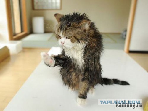 Сегодня мыли котов :3