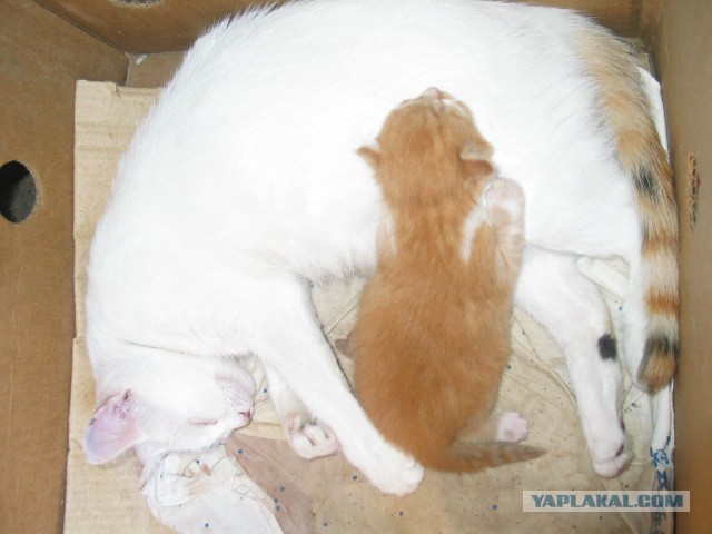 Котовторник 01.04.2014