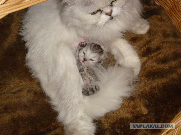 Котовторник 6.05.2014