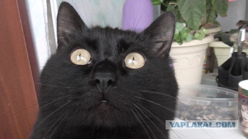 Котовторник 21.10.2014