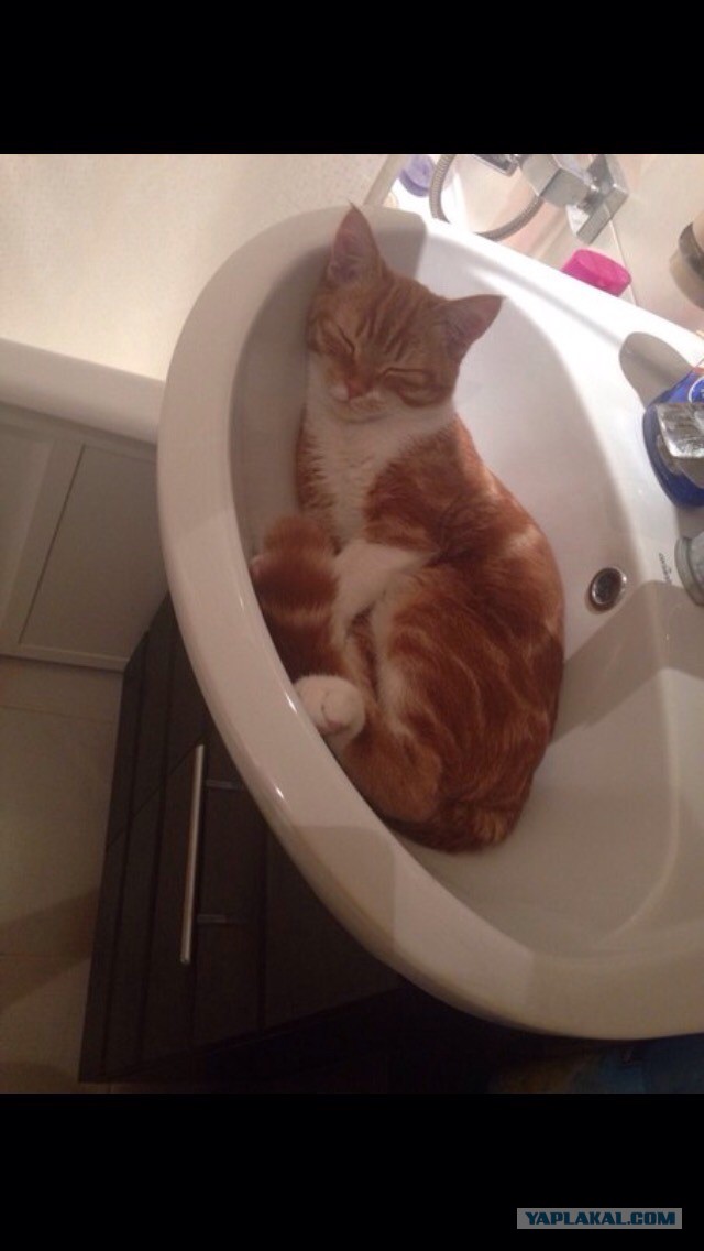 Котовторник 18.11.2014