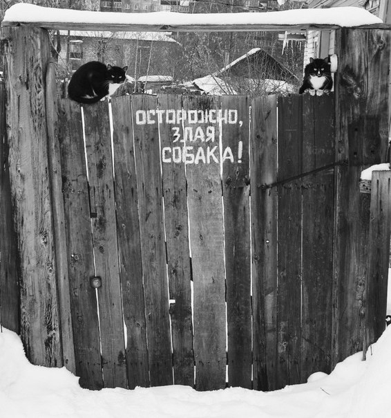 Веселое из сети