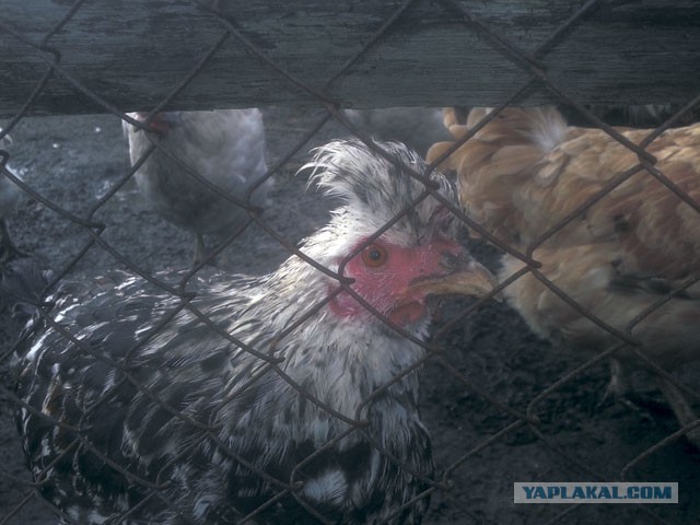 Как я рукожопил