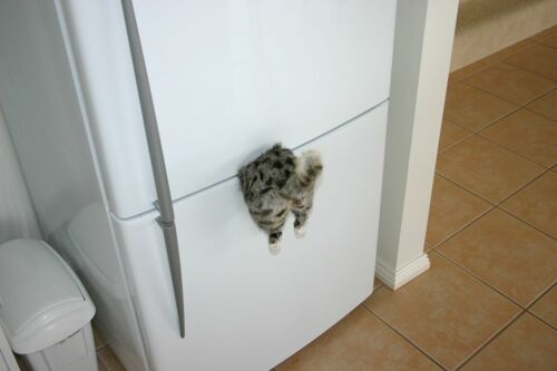 Коты, кошки, котята