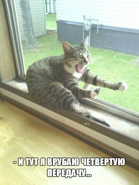 Картинки и прочее