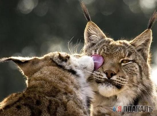 ДИКИЕ КОШКИ