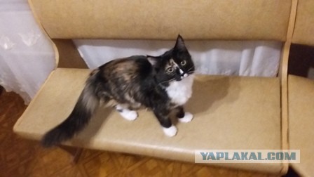 Котовторник