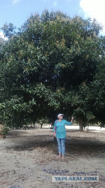 Как растет еда в естественной среде