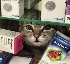 Мохнатые беспредельщики