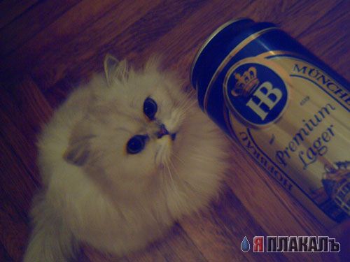 Понедельничное утро