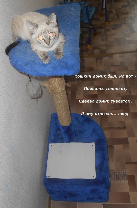 Котовторник 22.03.2016