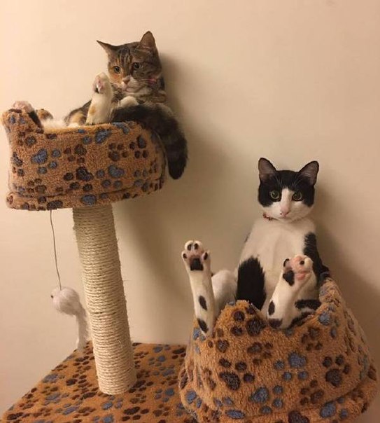 Прикольные животные