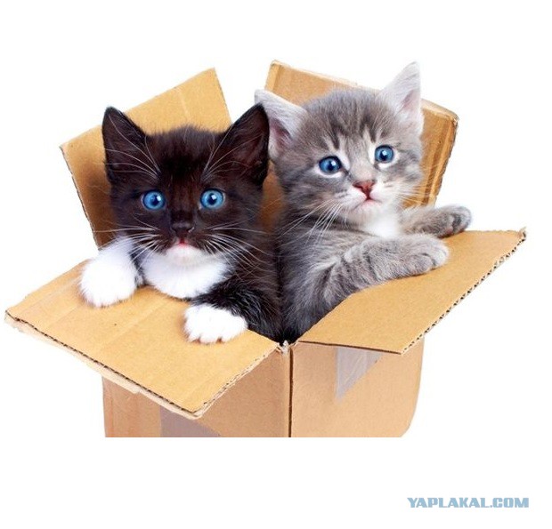 Коробочные коты или кошачий склад