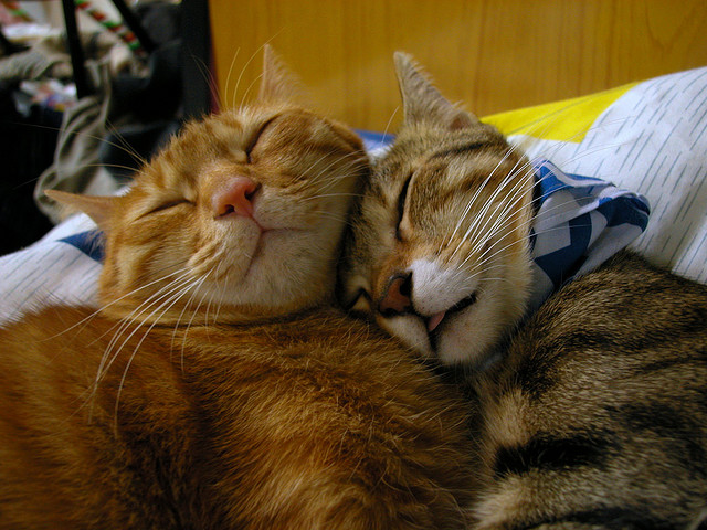 Коты и Кошки