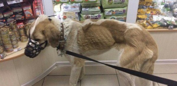 Она неделю провисела на проволоке и плакала на всю округу...