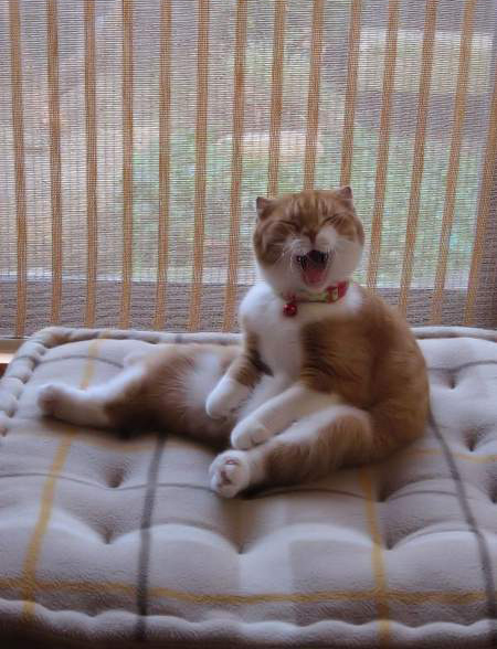 Коты и Кошки