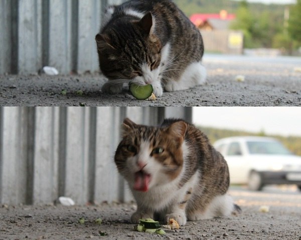 Коты и Кошки