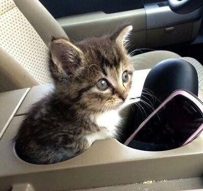 Коты и Кошки