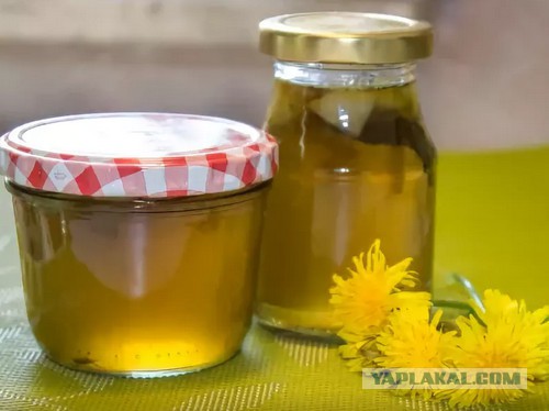 Вино из одуванчиков