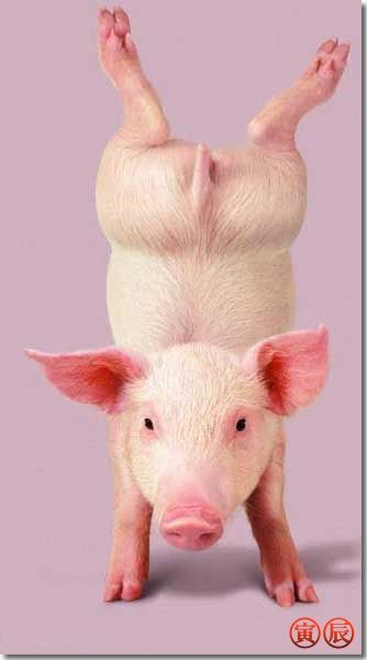 Смешные картинки с поросятами и с надписями