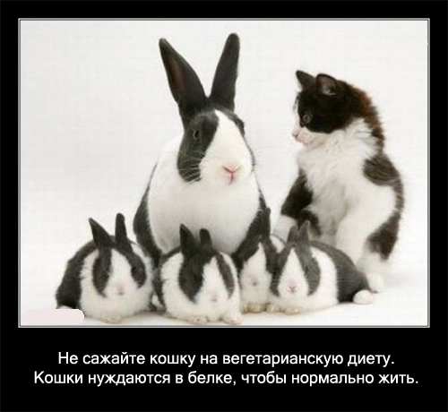 Интересные факты о кошках в картинках, 90 штук