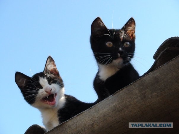 Котовторник на 03.02.2009