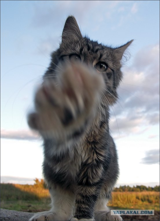 Просто Котовторник