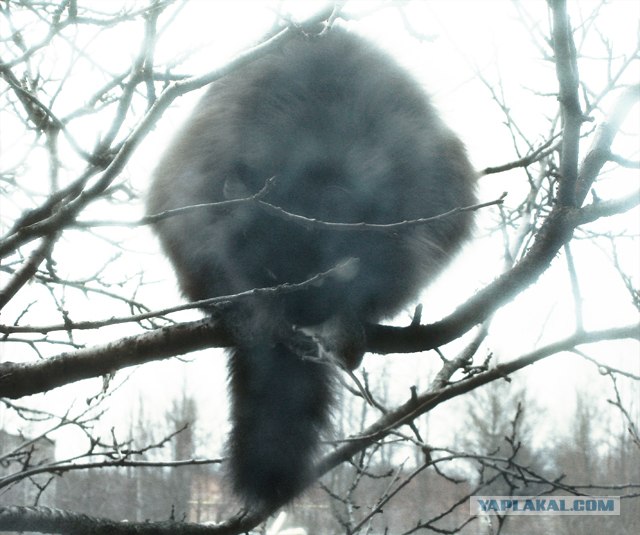 Котейкин вторник! Космический 12.04!