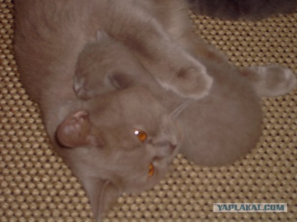 Котовторник с Кузей