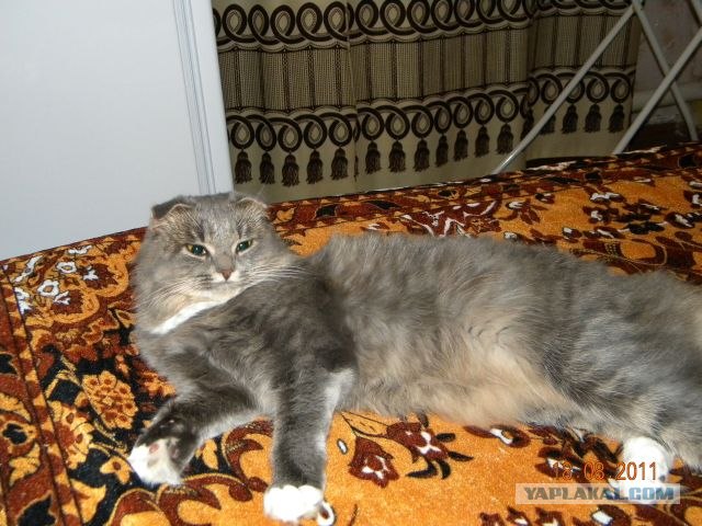 Сонный Котовторник
