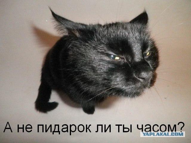 Котовторник 1.11.11