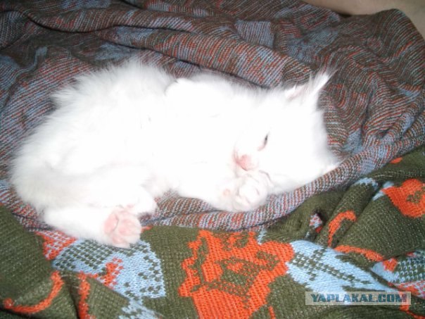 Котовторник!