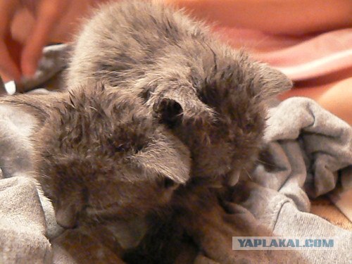 Котовторник 06.12.2011