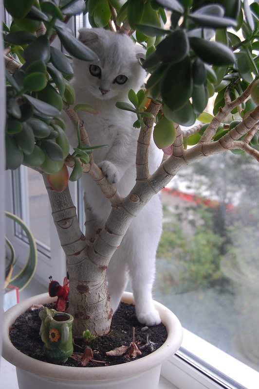 Котовторник 20.12.2011
