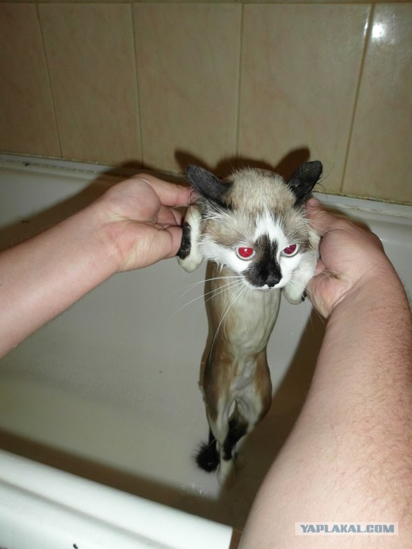 Котовторник  19.06.2012