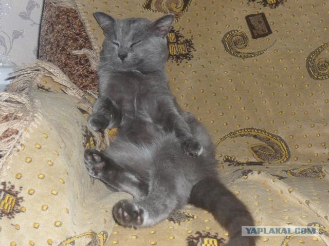 Котовторник ( 23.10. 2012. )
