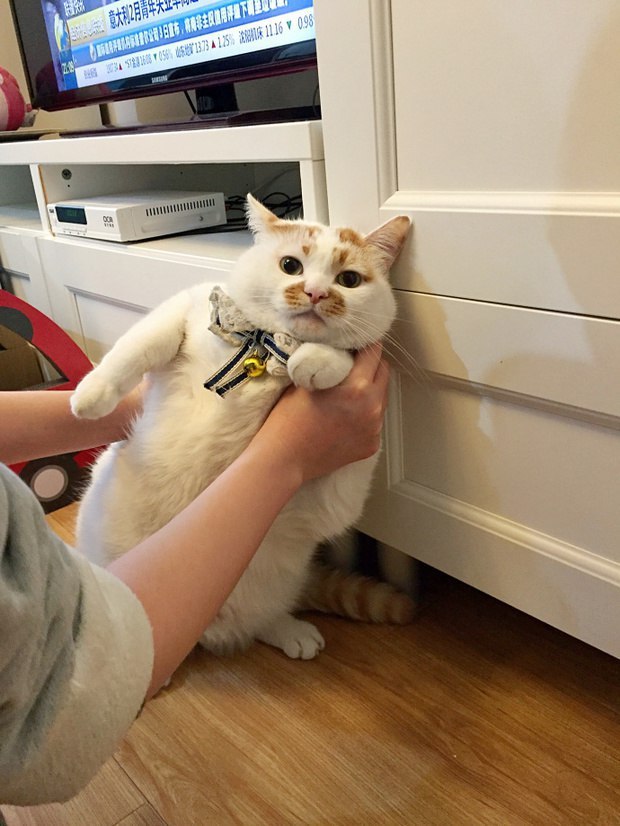 Прикольных котов пост