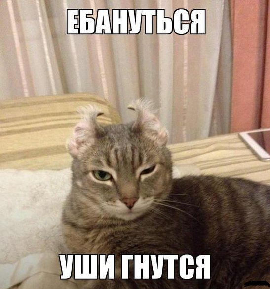Искры безумия с женских форумов
