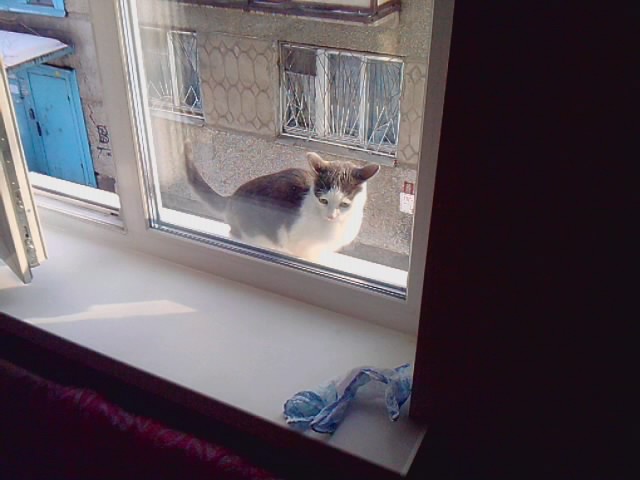 Котовторник 29.01.2013