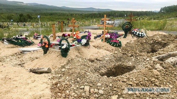 В Хабаровском крае медведь разрыл могилу и утащил покойника