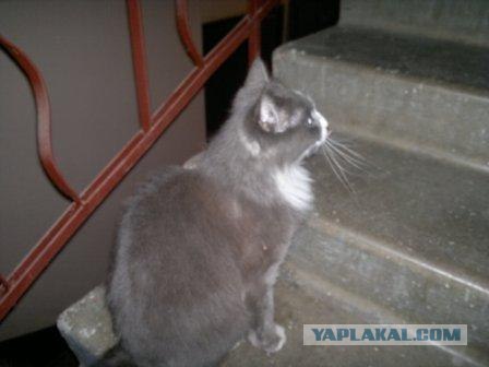 Кота в хорошие руки СПб